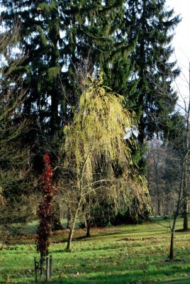 Salix alba 'Tristis' - vrba bílá - podzimní habitus (85)